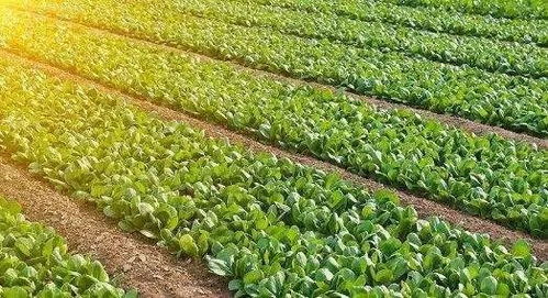 进口农产品涌入中国市场的影响与意义