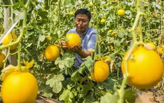 这些有关农产品安全的谣言，你信了么？