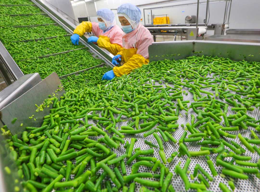 出口蔬菜加工忙，郑蒲港引领农产品贸易新篇章