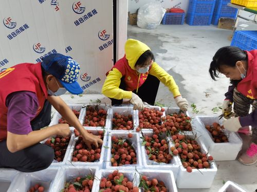 打通冷链“最后一公里” 供销合作社系统助力生鲜农产品溢价增值